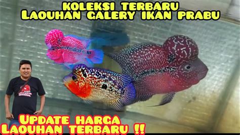 Harga Ikan Louhan Terbaru Koleksi Ikan Louhan Toko Ikan Hias