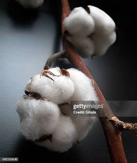 Cotton Plant Bud Photos and Premium High Res Pictures - Getty Images