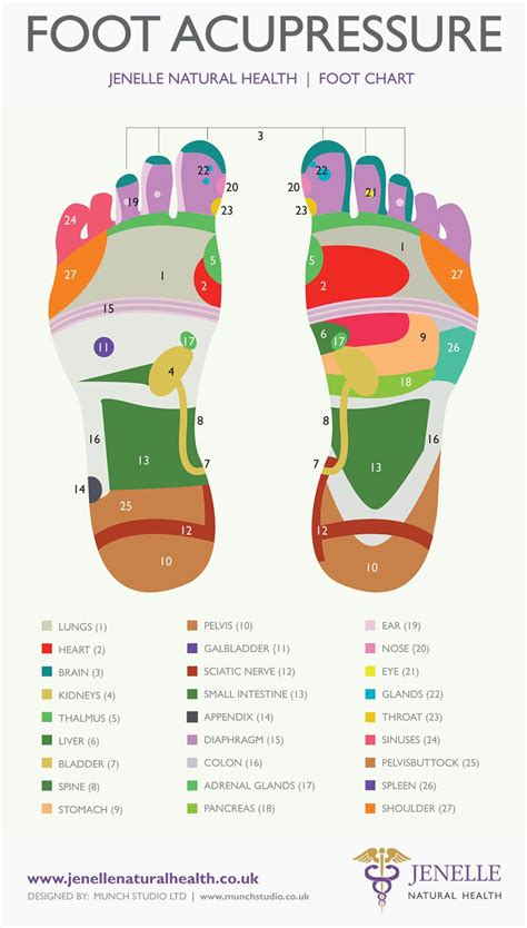 Printable Full Body Acupressure Points Chart Pdf