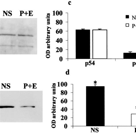 Detection of p42/44 MAP kinase by immunoblotting, in MCF-7 cells (a ... 