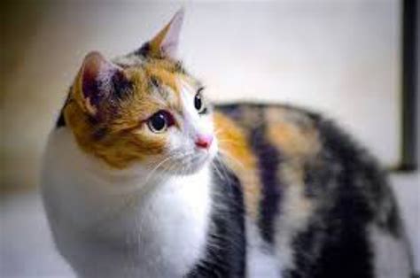 Siamese vs Calico - Breed Comparison | MyCatBreeds