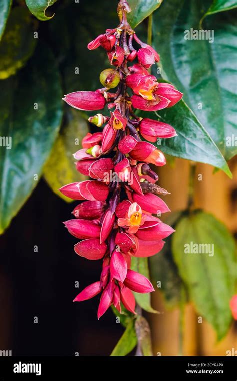 Scarlet Clock Vine Thunbergia Coccinea An Acanthus With Red Hanging