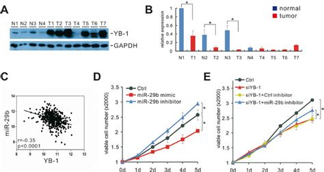 Yb 1 Regulates Cell Proliferation In Part Through Mir 29b In Gbm A