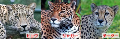 ヒョウとジャガーとチーターの違いは？大きさや模様を比較 – 生物モラトリアム