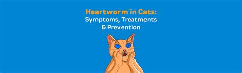 Heartworm in Cats: Symptoms, Treatments & Prevention – Innovet Pet