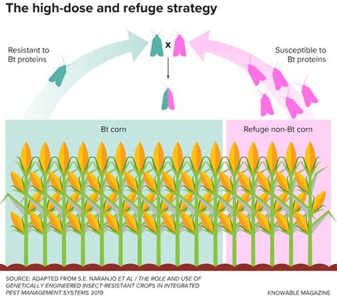 Insect Resistant Bt Gmo Crops Have Helped Cut Pesticide Use Now Nature