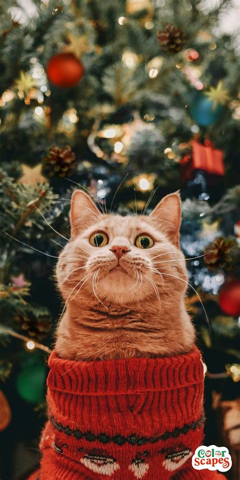 Пин от пользователя Irihka на доске Wallpapers красивые фоны на телефон ...