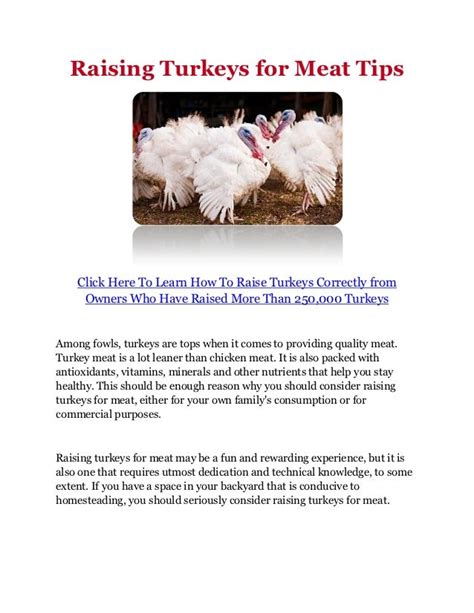 Raising Turkeys for Meat Tips