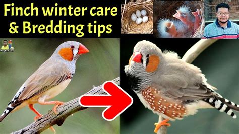 Zebra finch winter care tips | Zebra finches winter breeding tips