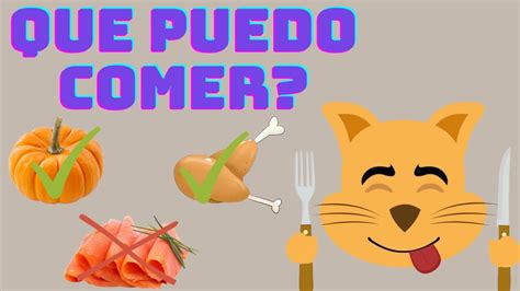 👉descubre Los 5 Alimentos Saludables Para Humanos Y Gatos🐱 Youtube