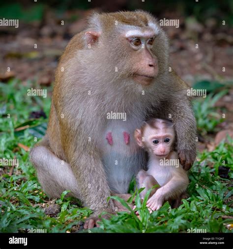 Monkey with her little cute baby Stock Photo - Alamy