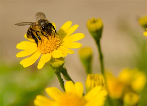 Como Hacen Las Abejas La Miel Explicacion Para Niños Niños Relacionados