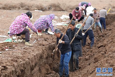 河南温县直播带火铁棍山药 新华网河南频道