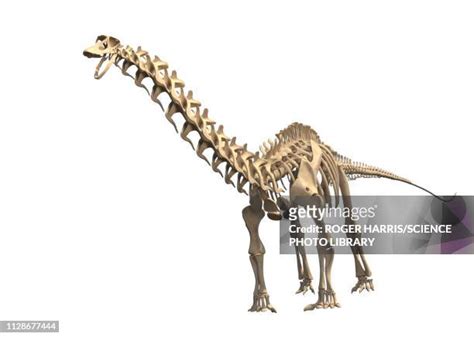 Brontosaurus Skeleton Photos and Premium High Res Pictures - Getty Images