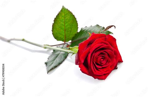 Beautiful Single Red Rose Lying Down On A White Background Stock Photo