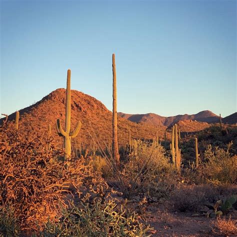 Saguaro National Park West | Tacoma World