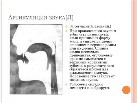 Постановка звуков л и л: Этапы постановки звука Л: подготовка, методики ...