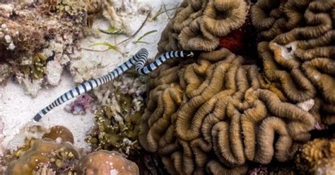 The 8 Most Venomous Sea Snakes In The World - A-Z Animals