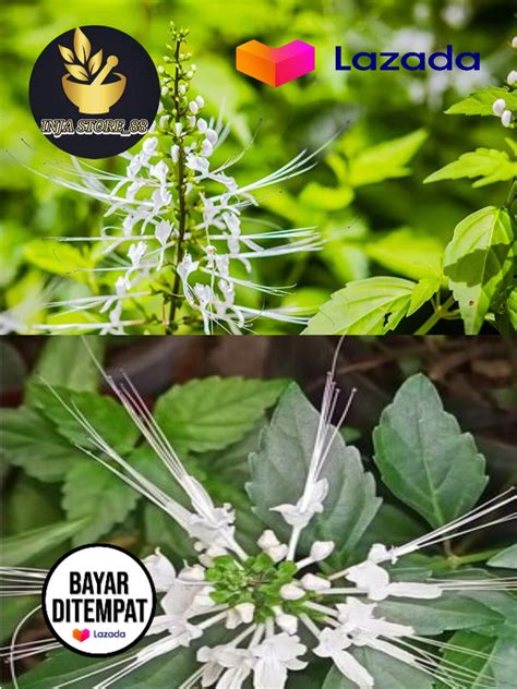 Daun Kumis Kucing Gram Segar Daun Kumis Kucing Segar Lazada Indonesia