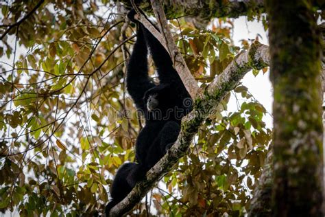 Siamang Symphalangus Syndactylus Stock Image Image Of Tourism