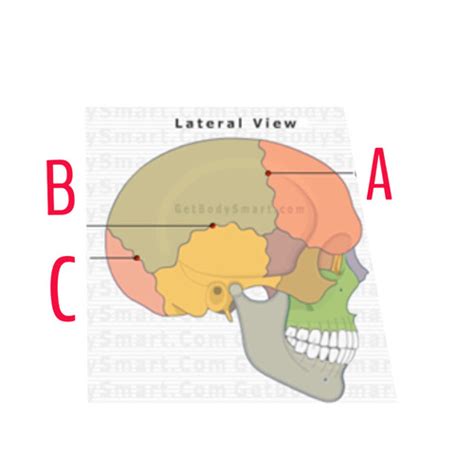 Cranial Sutures Flashcards Quizlet