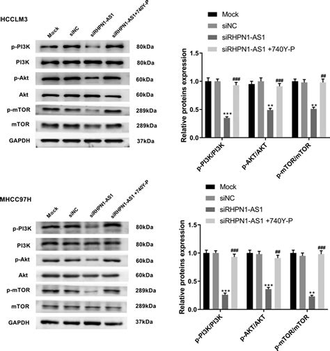 Lncrna Rhpn As Activated Pi K Akt Mtor Pathway In Hcclm And Mhcc H