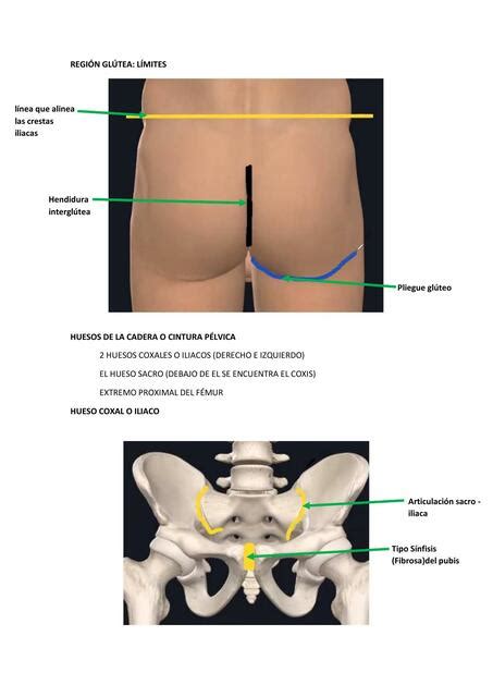 Región Glútea y Cadera Nathaly Aguilar Mejía uDocz