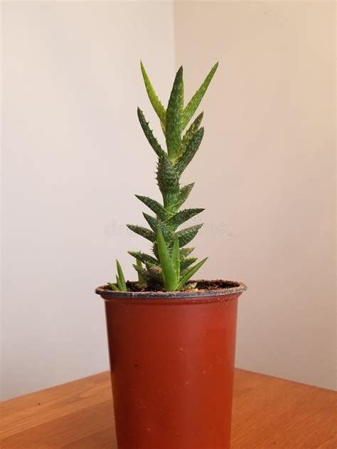 Green Aloe Juvenna stock image. Image of leaf, flower - 174870461