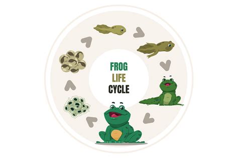 Frog Life Cycle Amphibian Growth Steps Circular Diagram Of Toad Deve