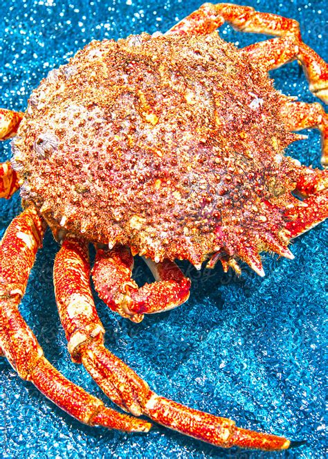 Blue King Crabs