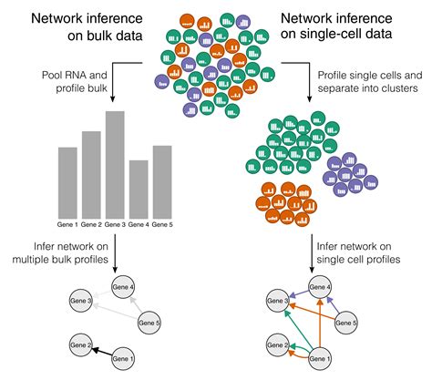 Network Inference From Single Cell Transcriptomic Data Robrecht Cannoodt