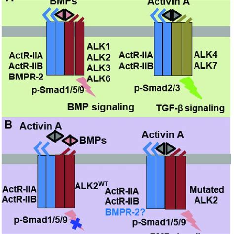 Scheme Of Physiologic Bone Morphogenetic Protein BMP And Activin A