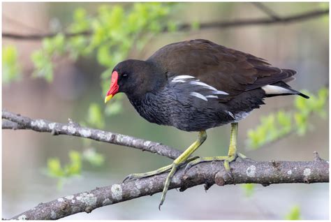 Common Moorhen Wildlife Of Goodearth Malhar Bangalore Biodiversity All