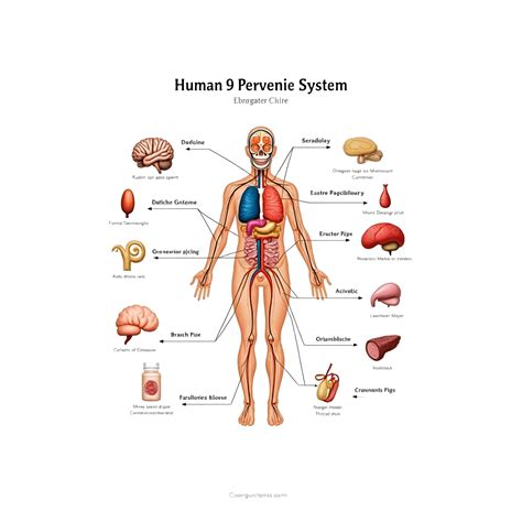 High Quality Human Anatomy Chart Showing Internal Organs For Learning