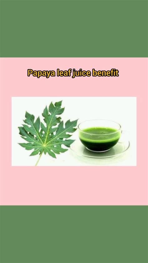 Papaya leaf juice benefits | Papaya, Juice, Benefit