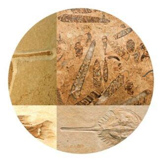 How Long Do Sharks Live? Unraveling the Mystery