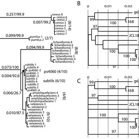 Phylogenies A Maximum Likelihood Phylogeny Constructed With 16S RRNA