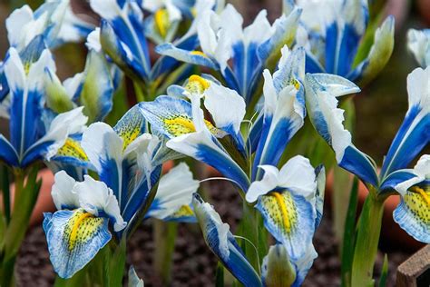 Iris Inspiration Rhs Gardening