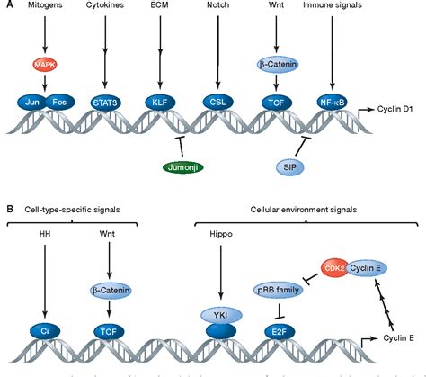 Cell Proliferation Pathways - tacitceiyrs