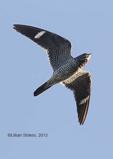 Stokes Birding Blog Common Nighthawk Migration Happening Now Tips