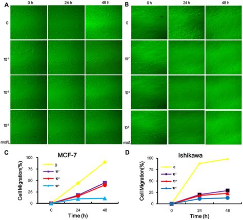 In Vitro Scratch Assay Of Mcf And Ishikawa Cells Treated With