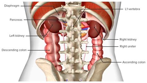 Surgical Anatomy Of The Abdomen Concise Medical Knowledge