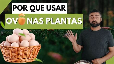 Casca De Ovo Nas Plantas Faz Mal Fiz O Teste