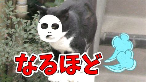 野良猫発情時の鳴き声が凄すぎて捉えた姿は見たことのないキリッ！だった Youtube