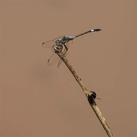 Close-Up View of Blue and Black DamselflyFree Stock Photo