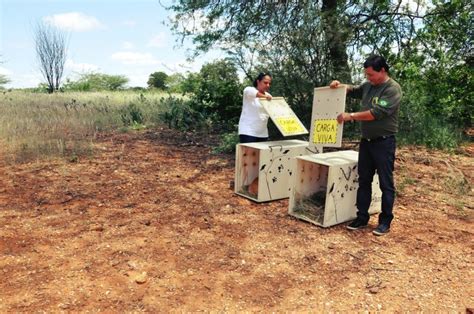 Animais silvestres retornam à natureza em interior de Pernambuco Notï