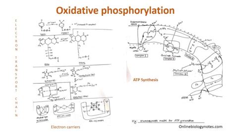 Phosphorylation Atp