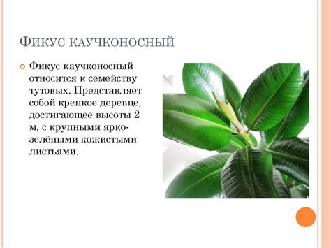 Фикус. Разновидности фикуса - презентация онлайн