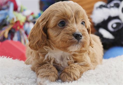 Cavoodle Puppies For Sale Chevromist Kennels Puppies Australia