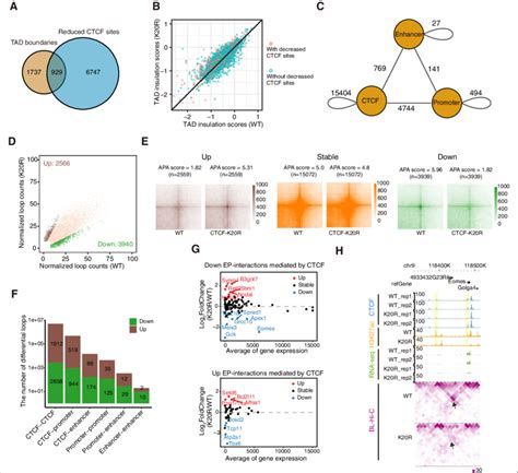 Differential Ctcf Binding In Ctcf K20r Regulates Ep Interactions And